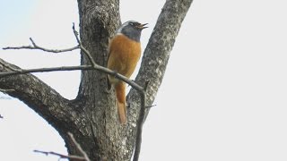 ジョウビタキDaurian Redstart  雄 鳴き声。2015/11/7