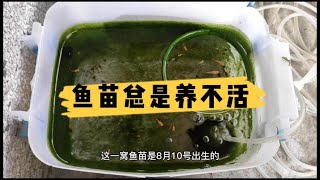 为什么你的鱼苗总是养不活？做好抽底换水喂食三件事鱼苗就能活。