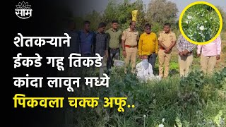 Aurangabad Opium Farming | गहू व कांद्याच्या मध्यभागी फुलवली अफूची शेती, दोन लाखांचा मुद्देमाल जप्त