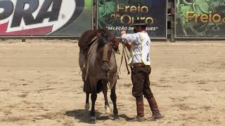 Guindo Beribá - 3º Lugar Doma de Ouro 2020