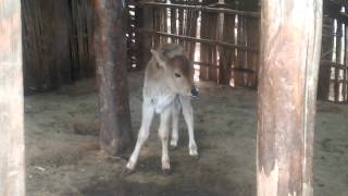 Little cute cow from paoh tribe village