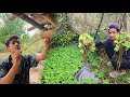 Cleaning My Mini Fish Pond & Harvesting Bamboo Honey at Home.