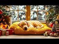 12 hours of calming music for dogs 🐶music for stressed dogs💖🎵dog separation anxiety music