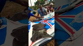 මුහුදේ ඉන්න වවුලා#kalutara#ray#mantra#india#ocean#beach#boat#funnyvideo#srilanka#slfishing#