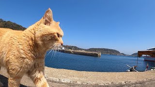 猫島の看板猫コムギが縄張りをパトロールする猫動画🐈Cat Island