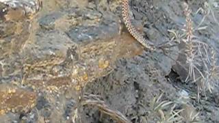 Wild snake in the Alberta Badlands