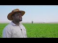 Lucerne Farming in Botswana: A Guide to Successful Cultivation and Harvest