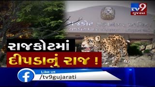 Leopard enters Rajkot's Pradhyuman Park, kills dear, forest dept sets trap |