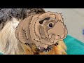 safest and cheapest way to remove a guinea pig sebaceous cyst