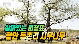 aka.거리 알리미 ‘함안 동촌리 시무나무’ #시무나무 #오리나무｜MBC경남 220503 방송