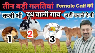 अच्छे दूध वाली गाय तैयार करनी है तो ये गलतियां कभी नहीं female calf kaise taiyar kare