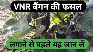 VNR 212 बैंगन लगाने से पहले कुछ सुझाव।