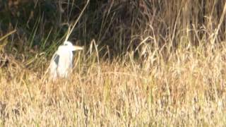 Penllergare Valley Woods, Heron, Cormorant \u0026 Moorhen