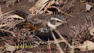 ツグミの鳴き声、おいしそうな食事、水浴び等　Dusky thrush -Call, Foraging, Bathing, Preening-  Tordo dalle ali rosse