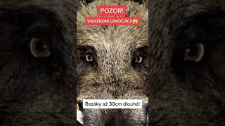 VRAŽEDNÍ divočáci! 😱