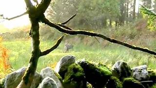 Sika deer in Co.Kerry Ireland - Caccia Irlanda Field Sports