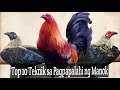 Top 10 Teknik sa Pagpapalahi ng Manok