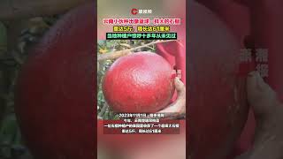 Weighs 5 pounds! Yunnan boy grows pomegranates as big as basketballs