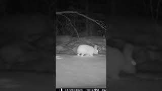 Browning trail Recon force edge 4K camera got a video of a hare.