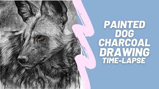African Painted Dog Charcoal Drawing Time-lapse preview