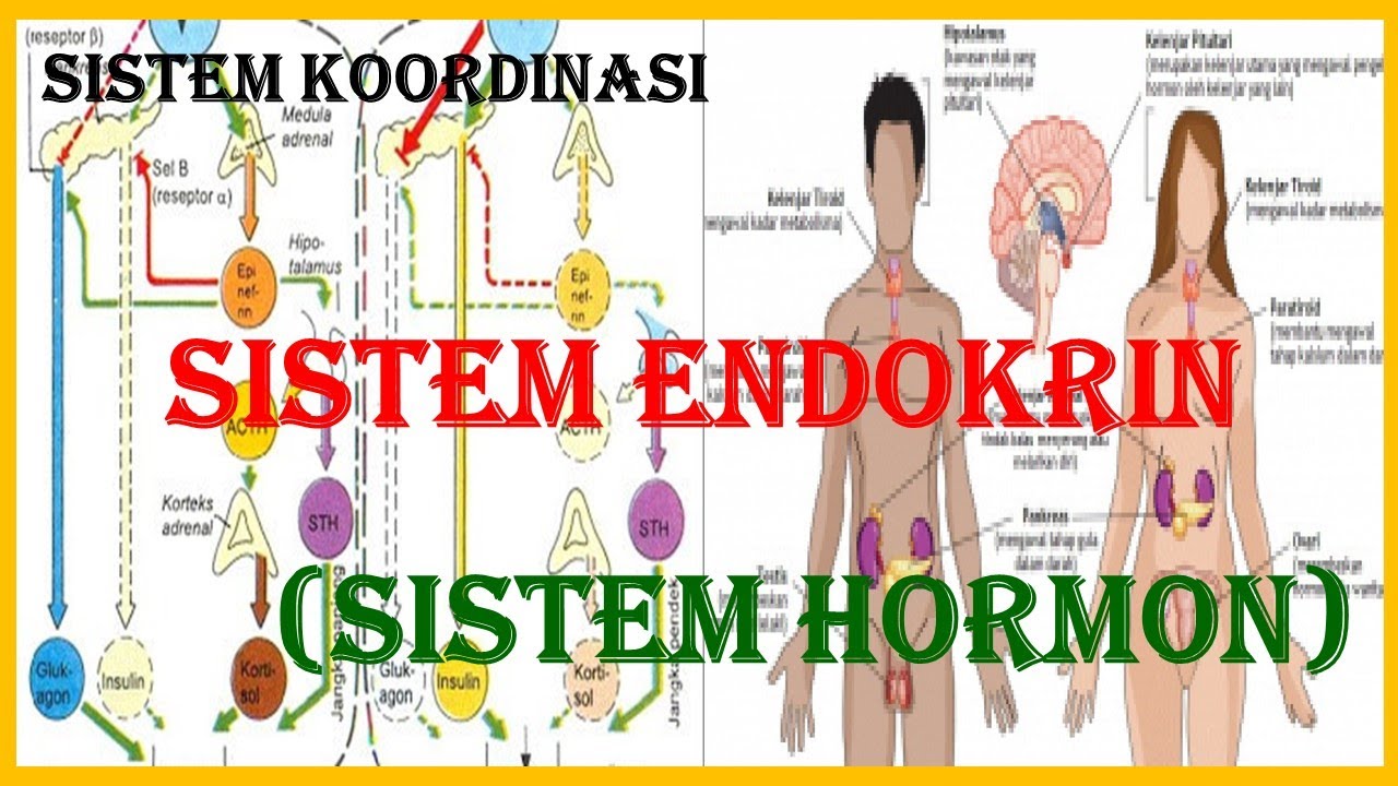 Sistem Endokrin - Sistem Hormon Pada Manusia - YouTube