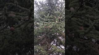 Atlas cedar (Cedrus atlantica) - mid canopy - January 2022