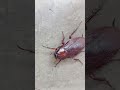 cockroach তেলাপোকা অপরাধী তেলাপোকা 🪳🪳🪳🪳 shortvideo kides