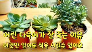 농장에서 막 데리고온 어린 다육이가 잘 살지 못하는 이유!  환경이 달라질 때 먼저 이렇게 해주세요 ㅎ