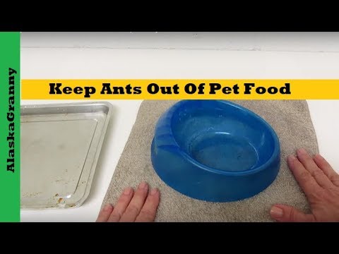 Keep Ants Out Of Pet Food 3 Simple Ways Keep Ants Out Of Pet Food 3 Simple Ways