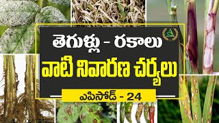 ఎపిసోడ్ 24_ తెగుళ్లు - రకాలు - వాటి నివారణ చర్యలు | Pests-types-their preventive measures in plants