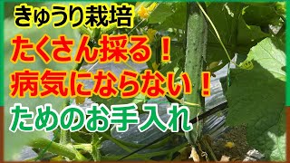 【収穫開始】たくさん採るための剪定方法　#きゅうり栽培  #家庭菜園  #初心者向け