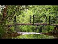 3 hours relaxing sounds of the river gentle river sounds of nature singing birds