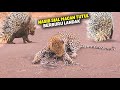 Nasib Sial Macan Tutul Saat Berburu Landak - Macan Tutul Vs Landak