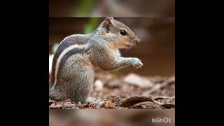 அணில் பற்றி தெரியாத உண்மைகள்|unknown facts about squirrel#shorts #shortsvideo