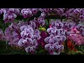 世界らん展日本大賞 international orchid festival 2018 27 33