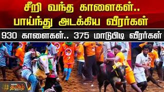 சீறி வந்த காளைகள்.. பாய்ந்து அடக்கிய வீரர்கள்.. 930 காளைகள்.. 375 மாடுபிடி வீரர்கள் | jallikattu