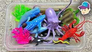 A BOX OF SEA ANIMALS - Shark Whale Dolphin Turtle Octopus
