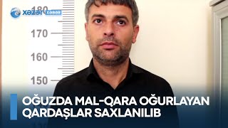 Oğuzda mal-qara oğurlayan qardaşlar saxlanılıb