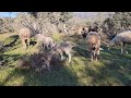 en la dehesa la finca de mi madre