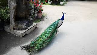 ମୟୁର ନାଚ Mayur Nacha | Dancing peacock | peacock opening feathers #shorts