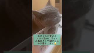 お風呂出たら猫さん待ってた🥹 #shorts #ブリティッシュショートヘア