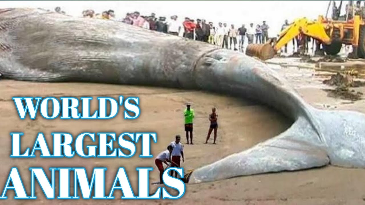 The 10 Largest Animals In The World You Won't Believe Exist" - YouTube