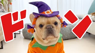 Trick or Treat！イタズラしちゃうぞ！！フレンチブルドッグのルーク【Luke VLOG #108】