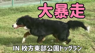 【多頭飼いの日常】バーニーズマウンテンドッグ がドッグランで大暴走💨【Bernese Mountain Dog】【Chihuahua】