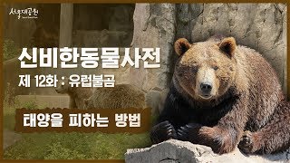 신비한동물사전 12화 : 유럽불곰의 태양을 피하는 방법 (How to Avoid the Sun of the European Brown Bear)