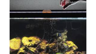 PetSolutions: PetSolutions Cichlid Flakes Color Enhancing Fish Food