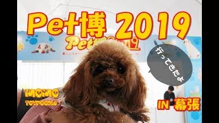 ペット博2019に行ったら親戚のワンちゃんが集まっちゃった♪トイプードルのモモ　toypoodle.momo　【トイプードル】