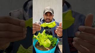 Growing lettuce in containers - quick growing \u0026 Harvesting tips for beginners !