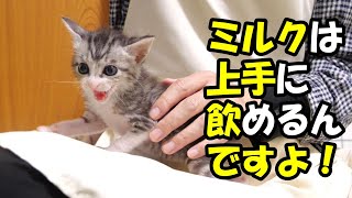 ミルクは上手に飲めるけど、上手に離乳食を食べれない子猫【赤ちゃん猫　保護猫】