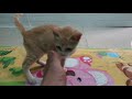 【猫耳掃除】耳がとても汚れた猫 耳掃除中赤ちゃんみたいな猫がかわいい